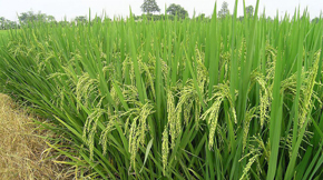 ����(n��i)������߷����ЙC�����a(ch��n)��I(y��)�l(f��)չ