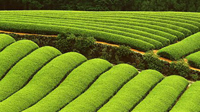 ֻ�Є������a���g�����Ƅ��ЙC�r�I�lչ