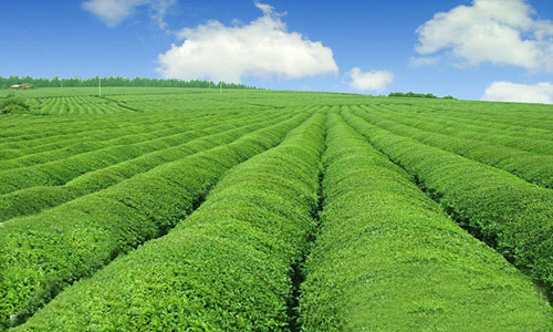 �ЙC�ʮa(ch��n)�I(y��)�l(f��)չ�ķ���