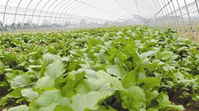 �ЙC�ʴ��滯�ʣ���h�a(ch��n)ѭ�h(hu��n)�r(n��ng)�I(y��)�˳��ڼ��ô�