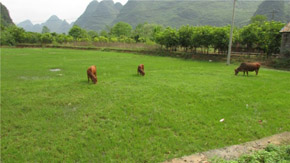 12��30���r(n��ng)�I(y��)�����_���Օ��h�о������B(y��ng)ֳ�U����̎�����YԴ������