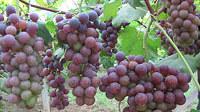 �e�����|��Ч�������Ѯa�I