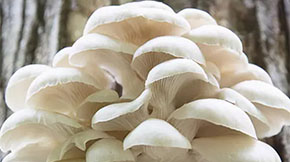 �ն��������������ЙC(j��)�ʣ��U����ѭ�h(hu��n)�����Gɫ�r(n��ng)�I(y��)�l(f��)չ