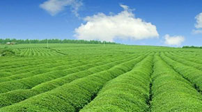 ���������ݼS��̎�����g�lչ�F��