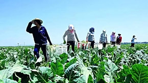 2021��Gɫ�N�B(y��ng)ѭ�h(hu��n)�r(n��ng)�I(y��)ԇ�c���g(sh��)ָ��(d��o)��Ҋ