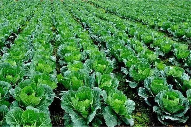 �|(zh��)���d�r(n��ng) �Gɫ�d�r(n��ng)