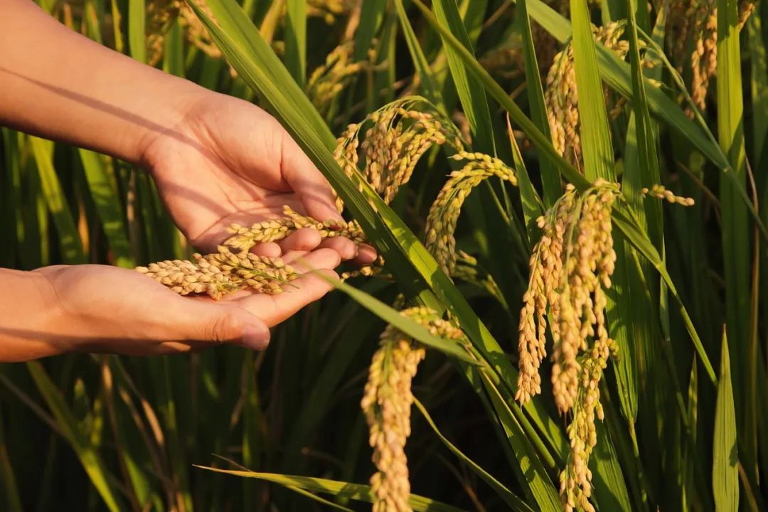 ���붨�{(di��o)�������ЙC�ʌ�ȫ����ٰl(f��)����