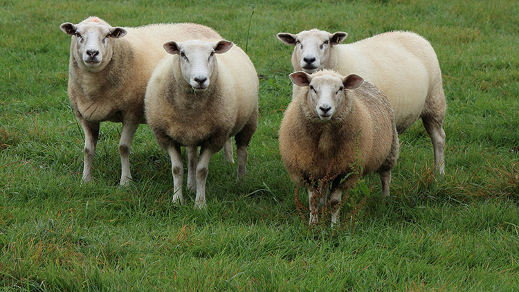 ��S�ЙC�����a����ˇ���l���^��