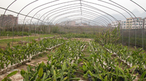 ��ͬճ�Y�����ЙC�ʏͻ�ʳ�����Ӱ푷���