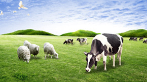 �ЙC�ʵ���Ʒ����r