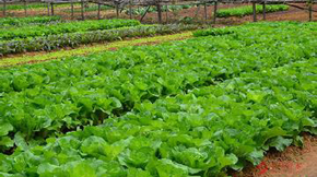 有機肥對蔬菜生長發育的影響