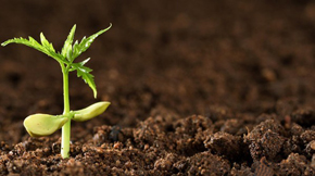 有機肥在土壤里的分解