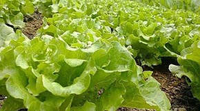 建設有機肥廠國家有什么扶持政策?