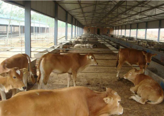 牛糞有機肥生產線設備要多錢?