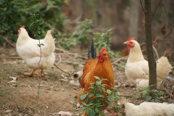 有機肥設備生產雞糞有機肥