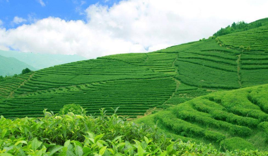 如何讓生物有機肥達到更好的效果?