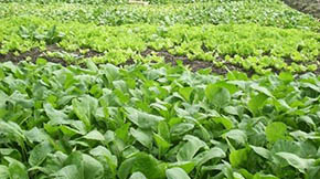 有機肥與耕地土壤質(zhì)量!