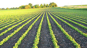 未腐熟的禽畜糞便不是有機肥!