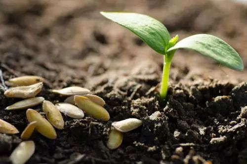 兩大原因告訴你,為何要少用化肥,多用有機肥!