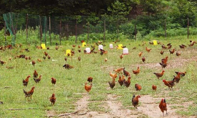 �ЙC��ԭ�Ϸ��