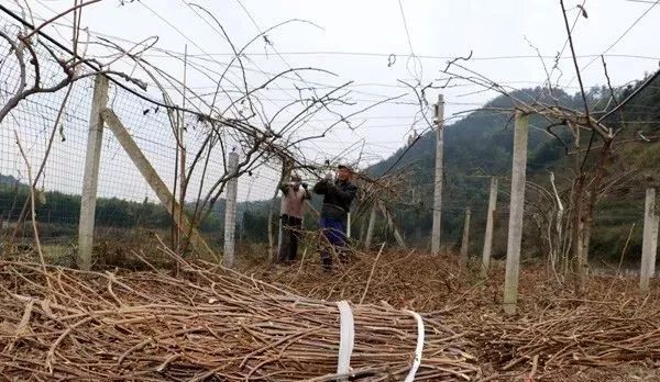 ����U֦�����ɺܺõ��ЙC��