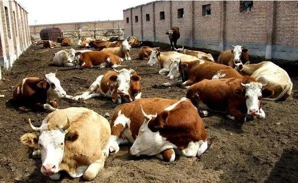 �Bţ���S��ǧ�f�e�y�ӣ��д���;����