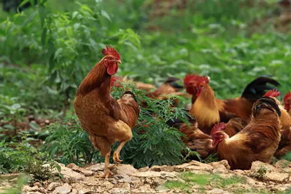 �l(f��)���u�S�ͺ���u�S���Ă�(g��)���^�ã�