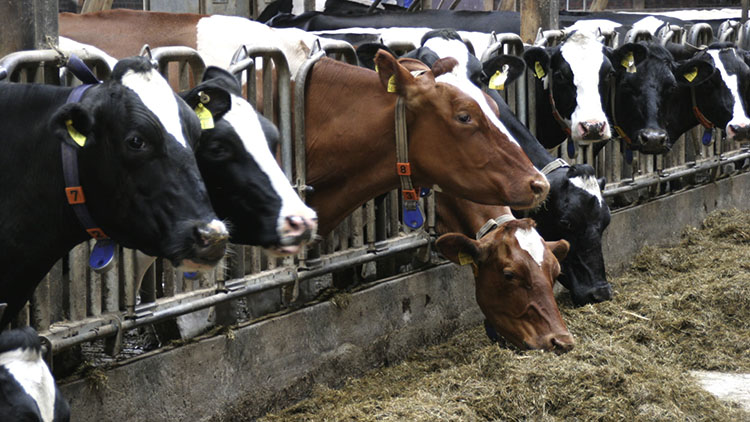 ţ�S��ô̎�����o��֧�У�