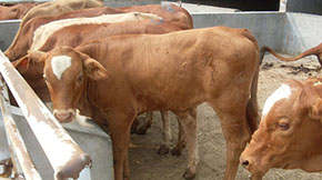 ţ�S��ΰl�ͳ��ЙC��